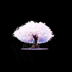 樱之空动漫